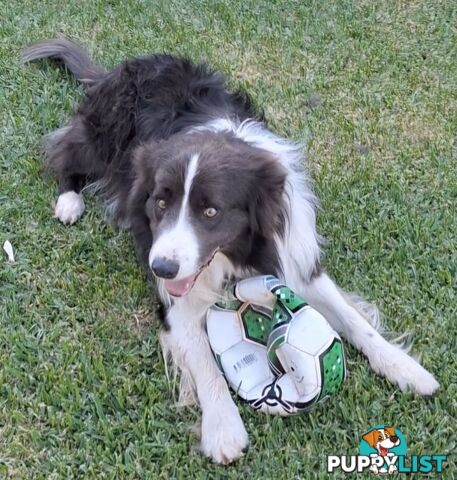 Border Collie Puppies