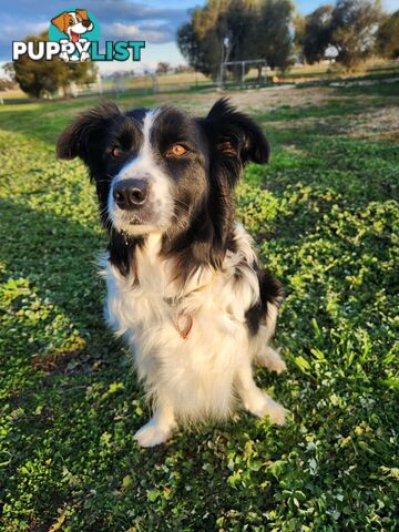 Border Collie Puppies