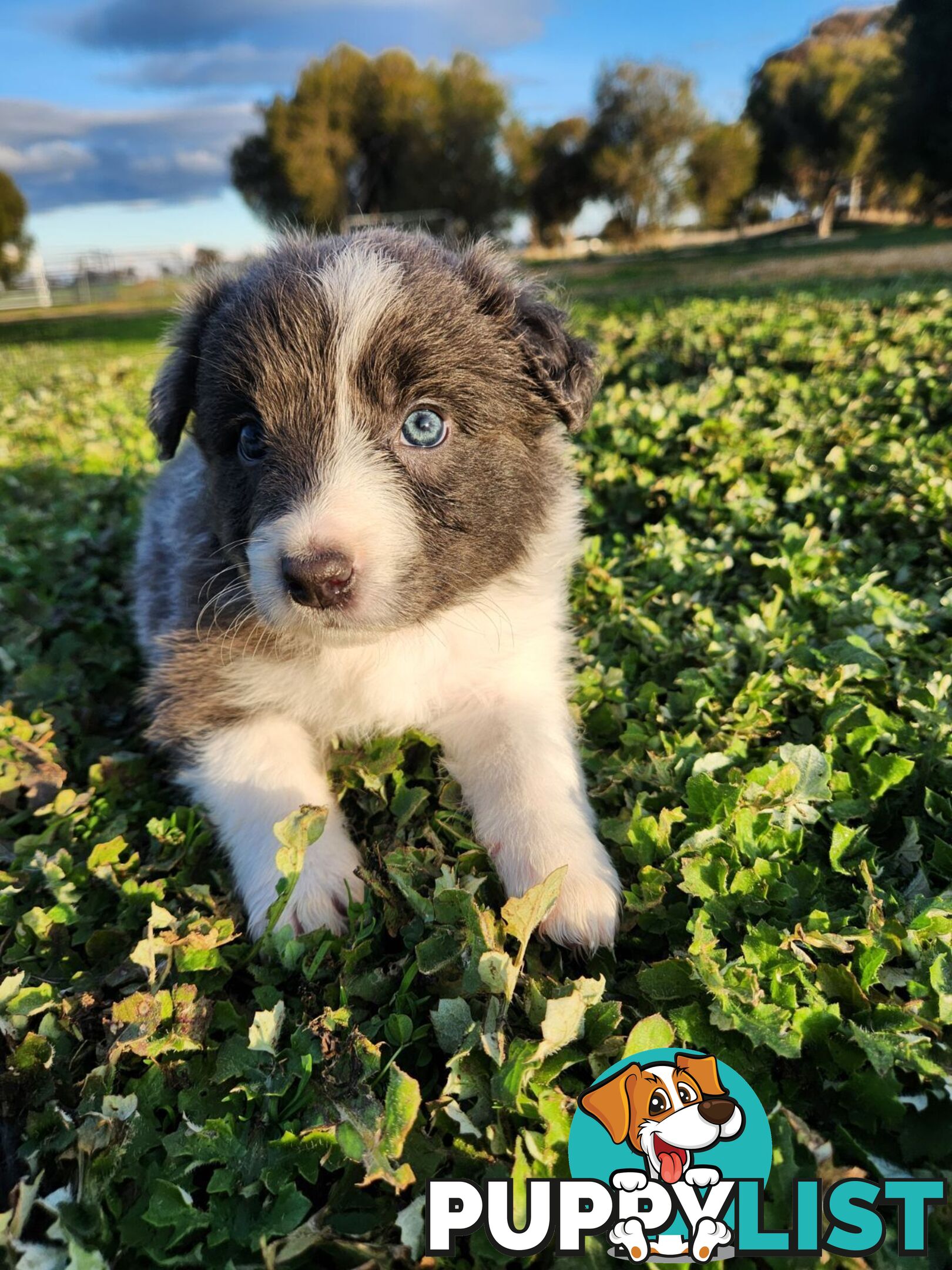 Border Collie Puppies