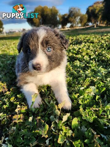 Border Collie Puppies