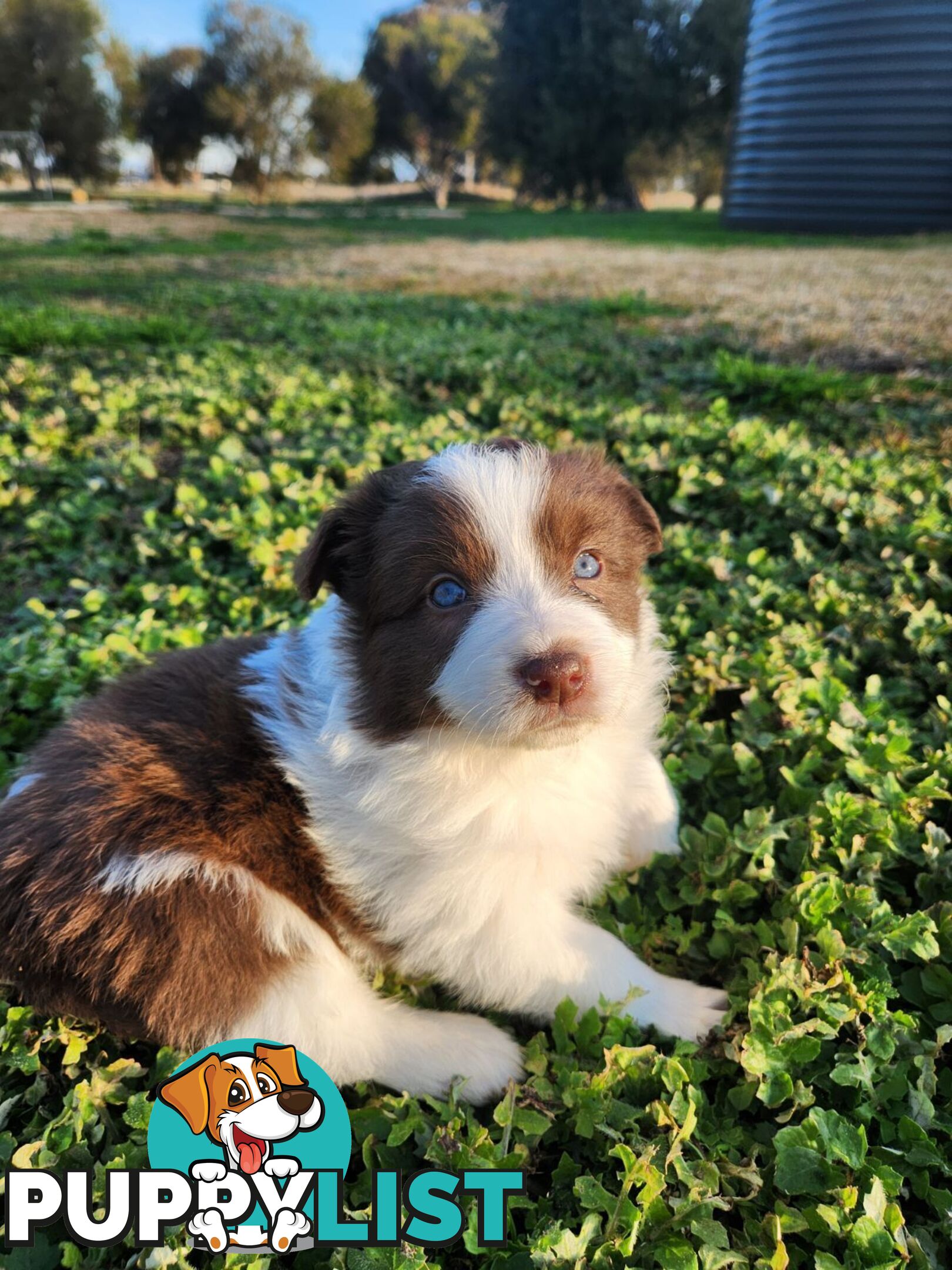 Border Collie Puppies