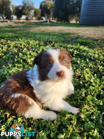 Border Collie Puppies