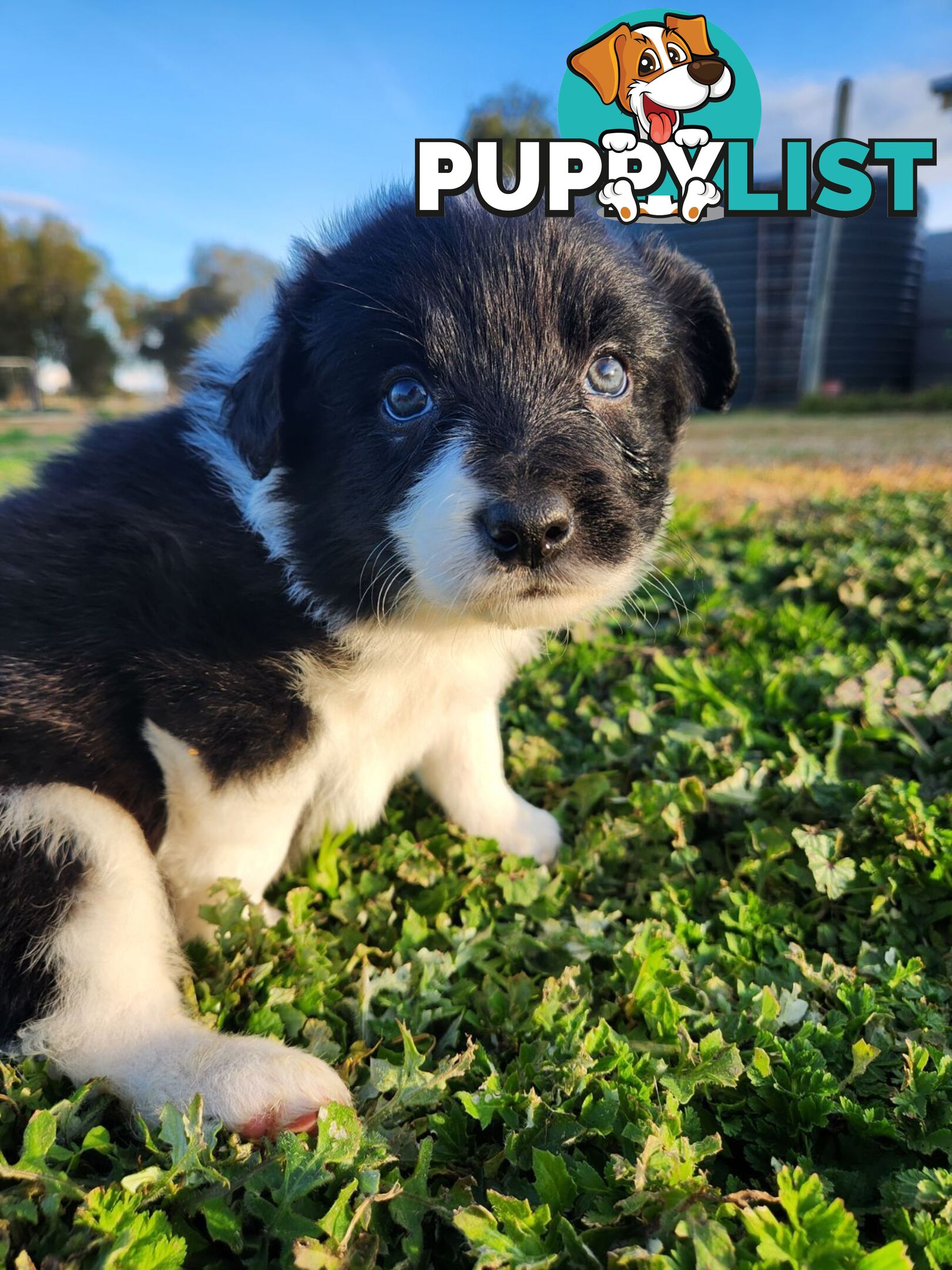 Border Collie Puppies