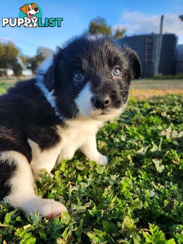 Border Collie Puppies