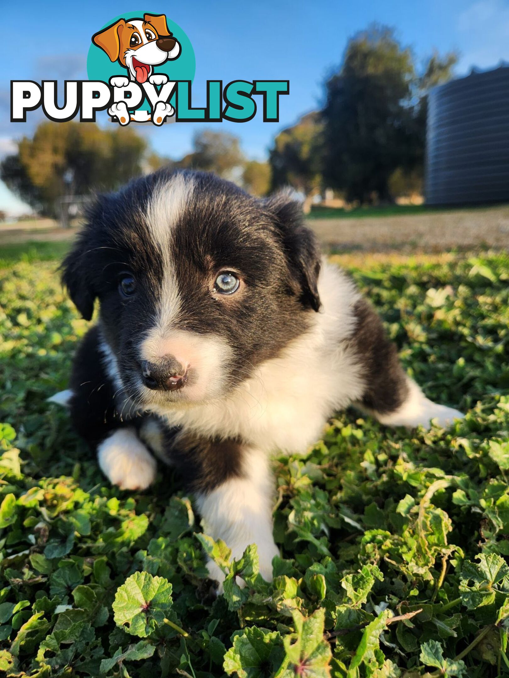 Border Collie Puppies