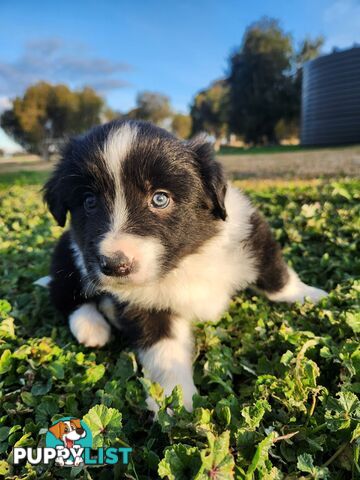 Border Collie Puppies