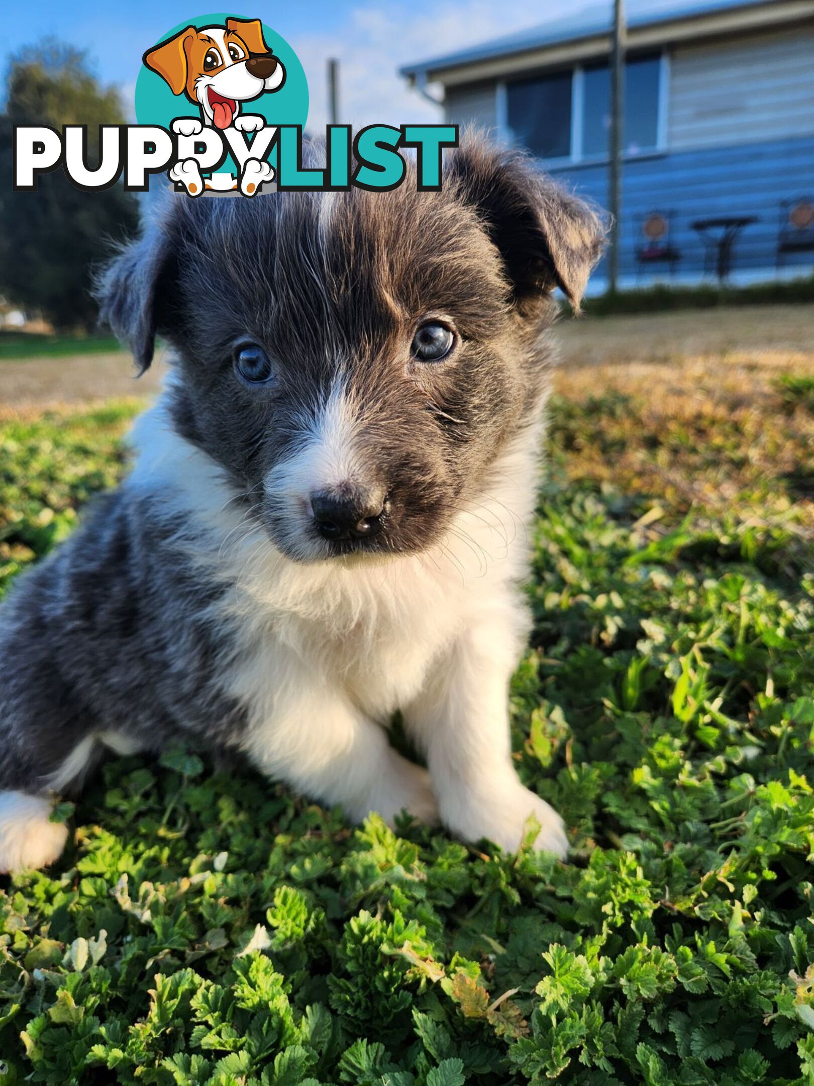 Border Collie Puppies