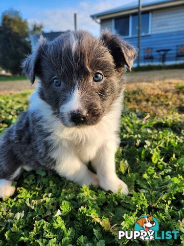 Border Collie Puppies