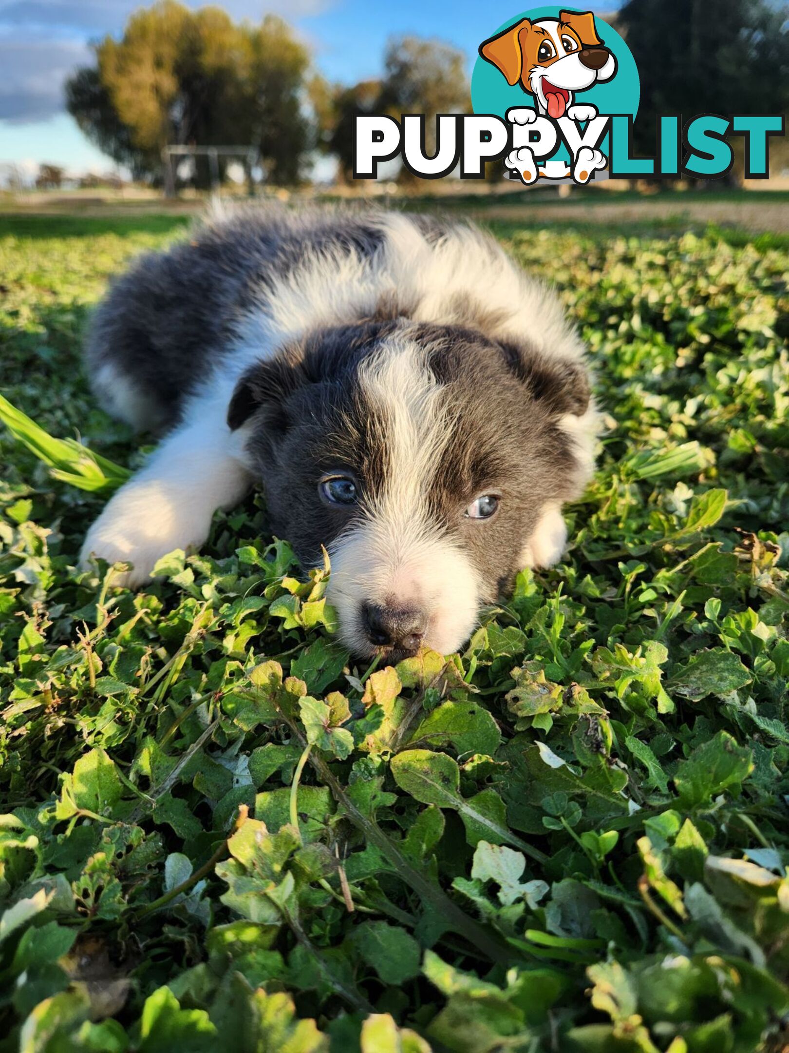 Border Collie Puppies