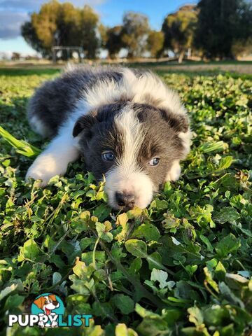 Border Collie Puppies