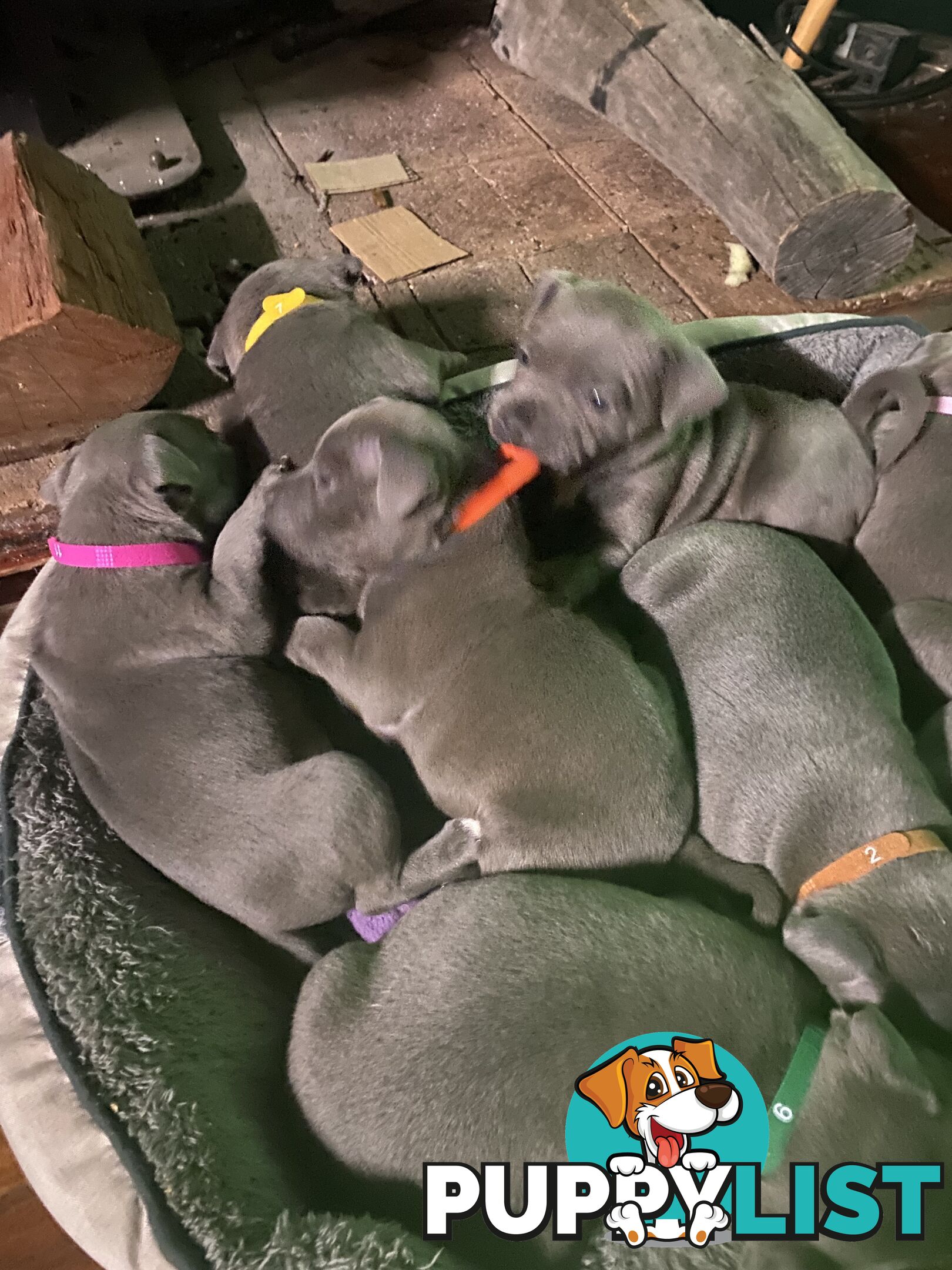 English blue staffies