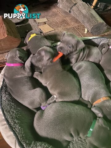 English blue staffies