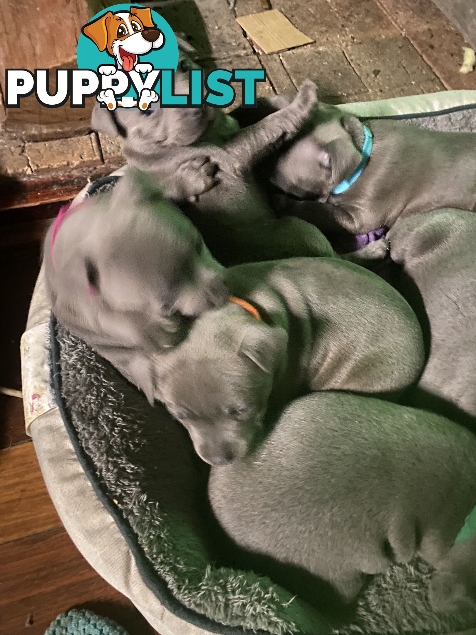 English blue staffies