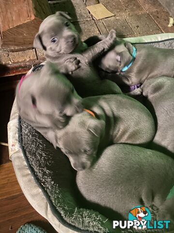 English blue staffies