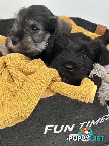 Miniature schnauzer - Ready to re-home