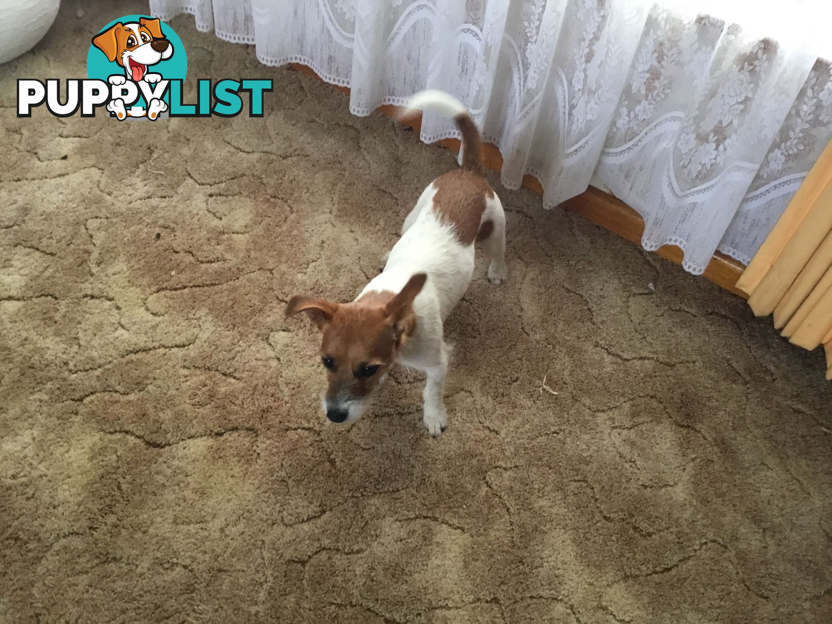 Jack Russell Terrier