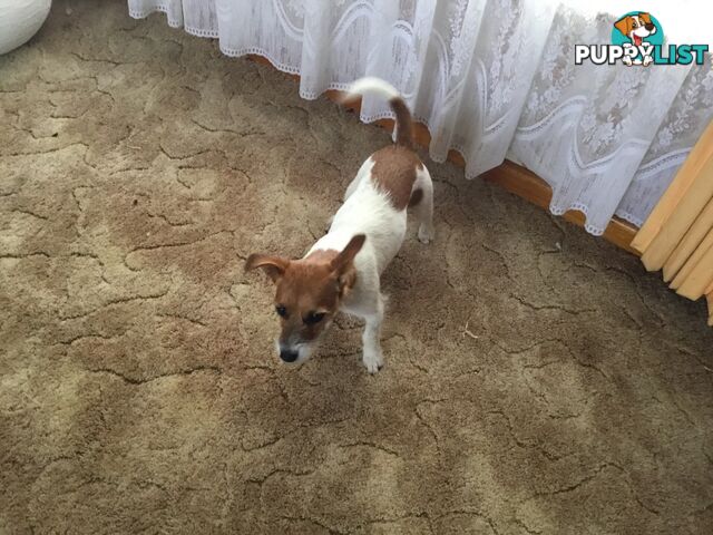 Jack Russell Terrier