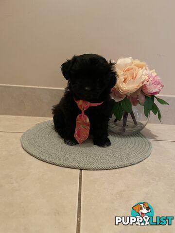 Poodle x. Very cheeky