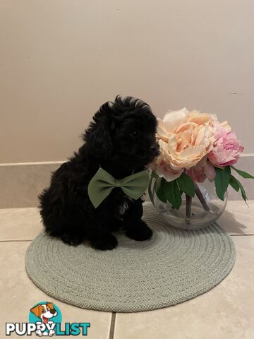 Poodle x. Very cheeky