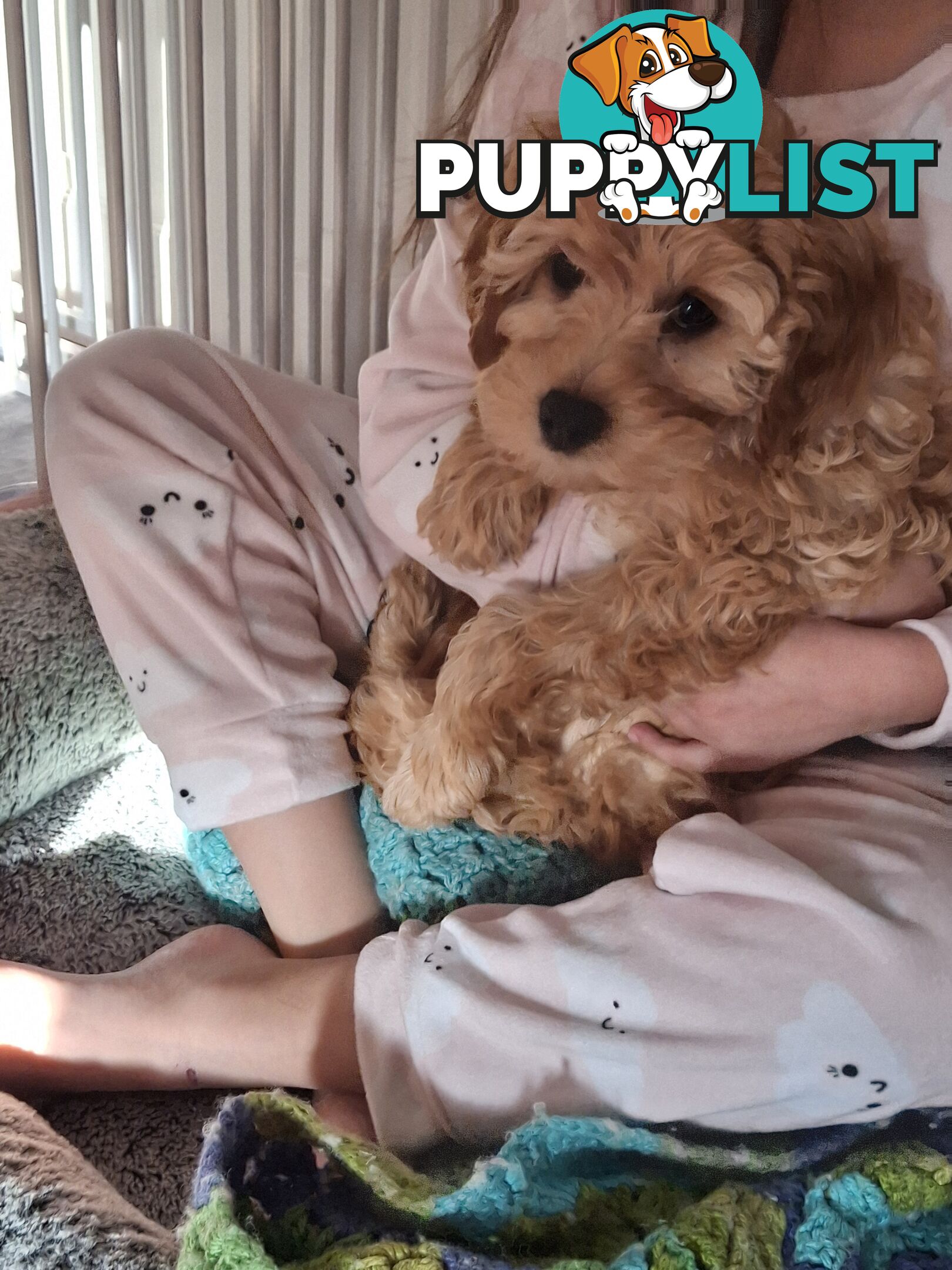 Cute toy cavoodle female puppy