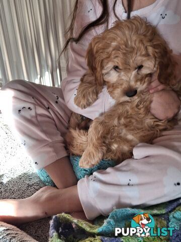 Cute toy cavoodle female puppy