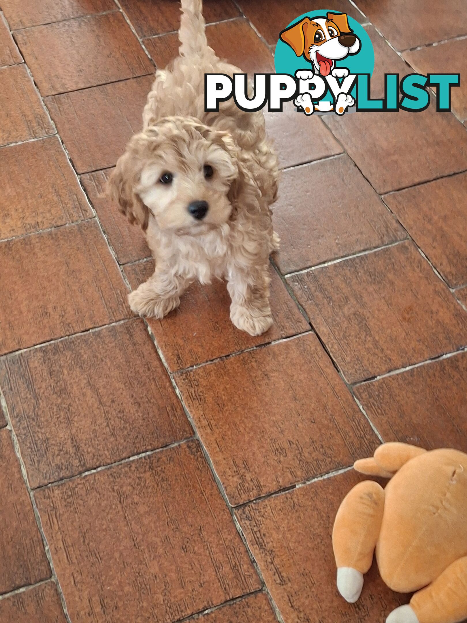 Cute toy cavoodle female puppy