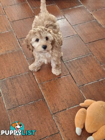 Cute toy cavoodle female puppy