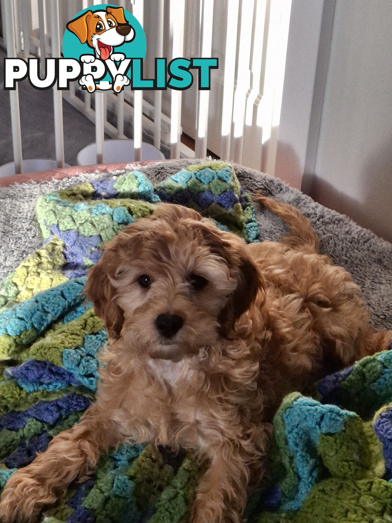 Cute toy cavoodle female puppy