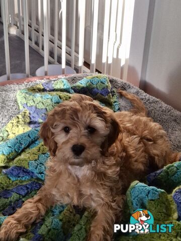 Cute toy cavoodle female puppy