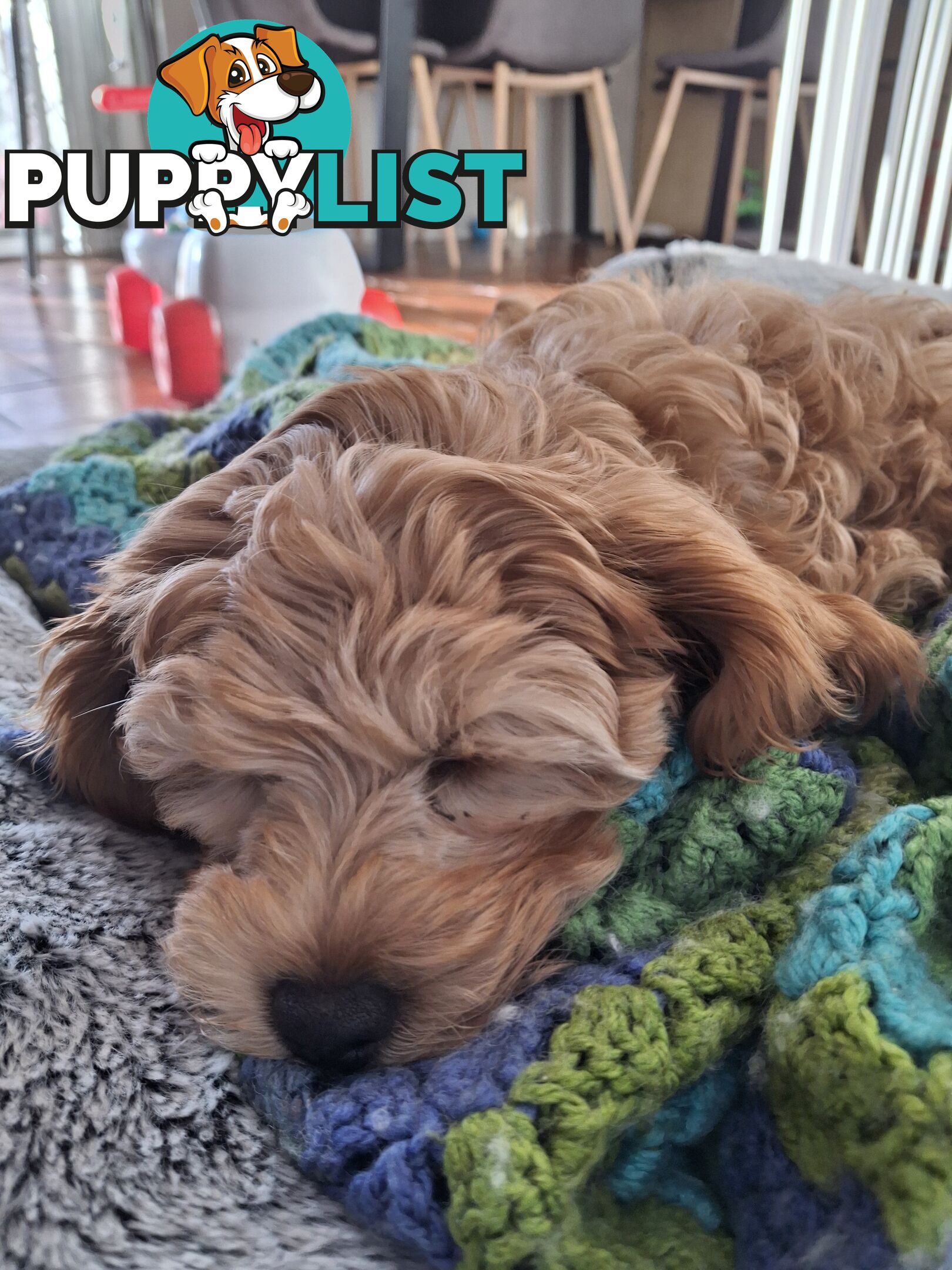 Cute toy cavoodle female puppy