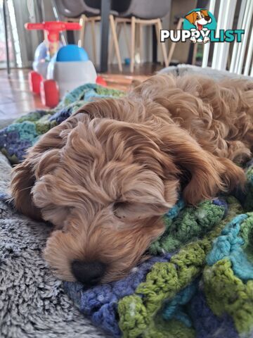 Cute toy cavoodle female puppy