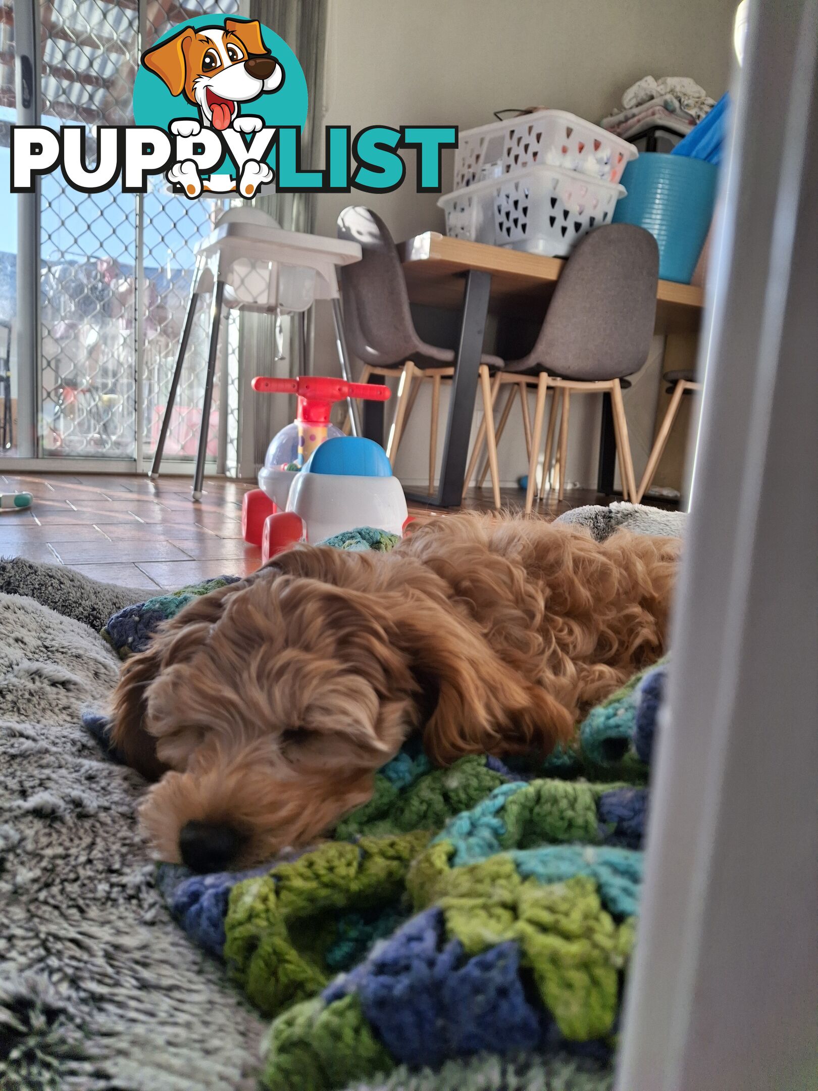 Cute toy cavoodle female puppy