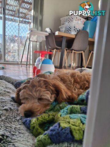 Cute toy cavoodle female puppy