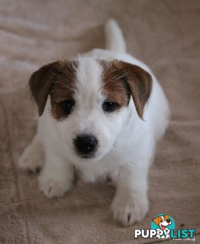 Broken Coat Jack Russell