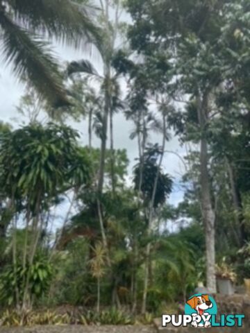 palm seedlings, sprouts and seeds