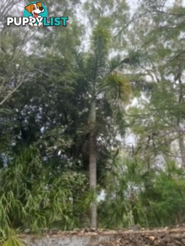 palm seedlings, sprouts and seeds