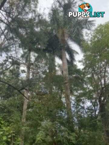 palm seedlings, sprouts and seeds