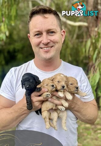 Adorable F1 Cavoodle Puppies