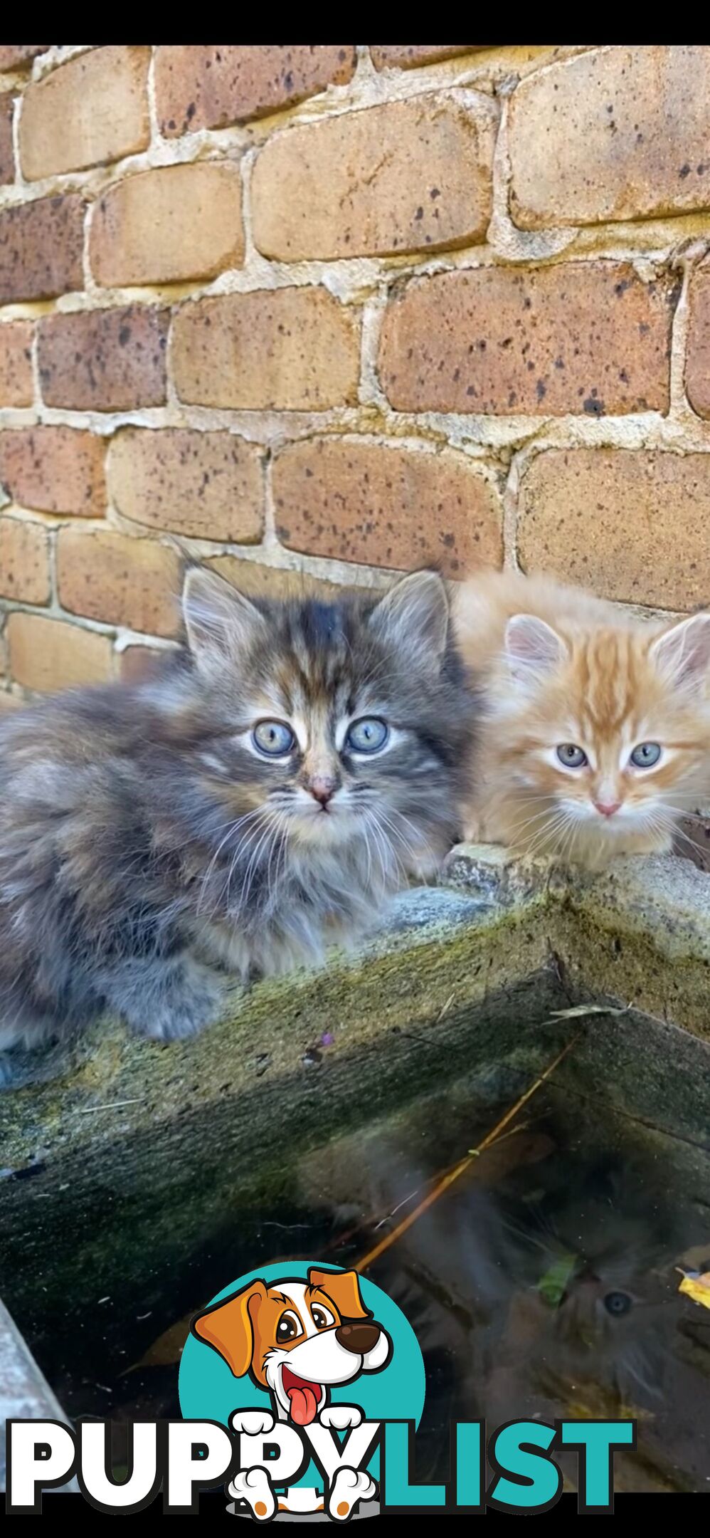Ragdoll X Kittens