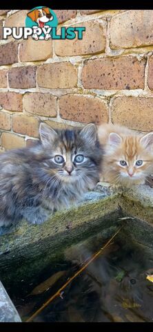 Ragdoll X Kittens