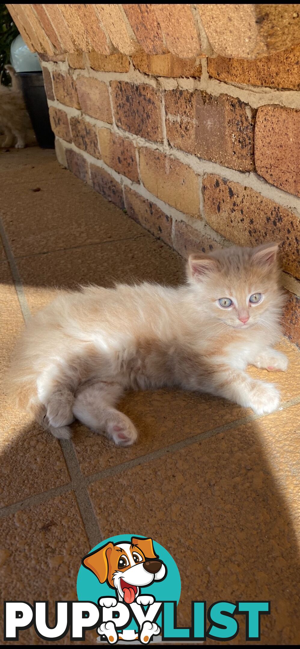 Ragdoll X Kittens