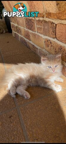 Ragdoll X Kittens