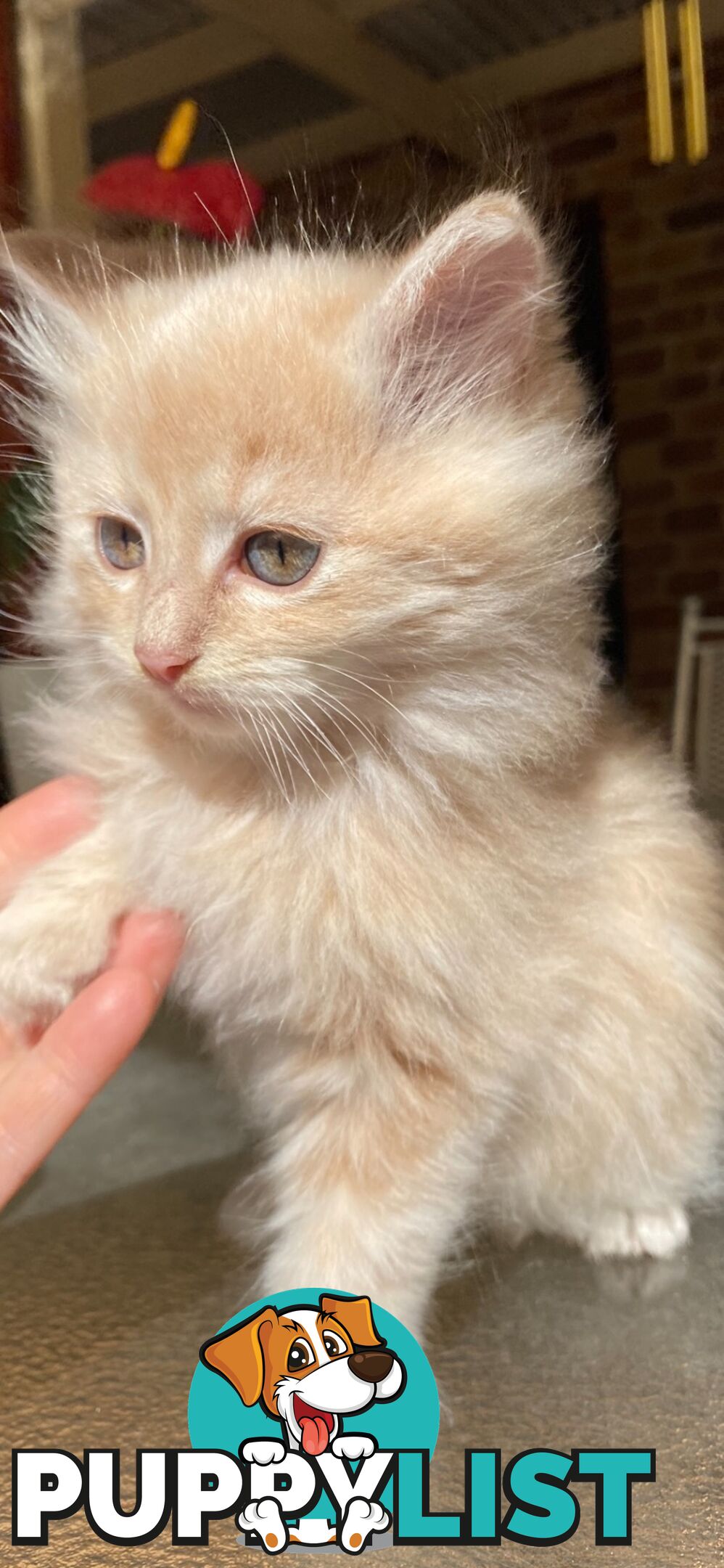 Ragdoll X Kittens