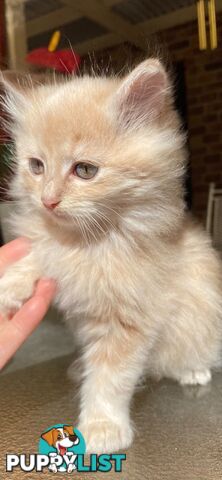 Ragdoll X Kittens