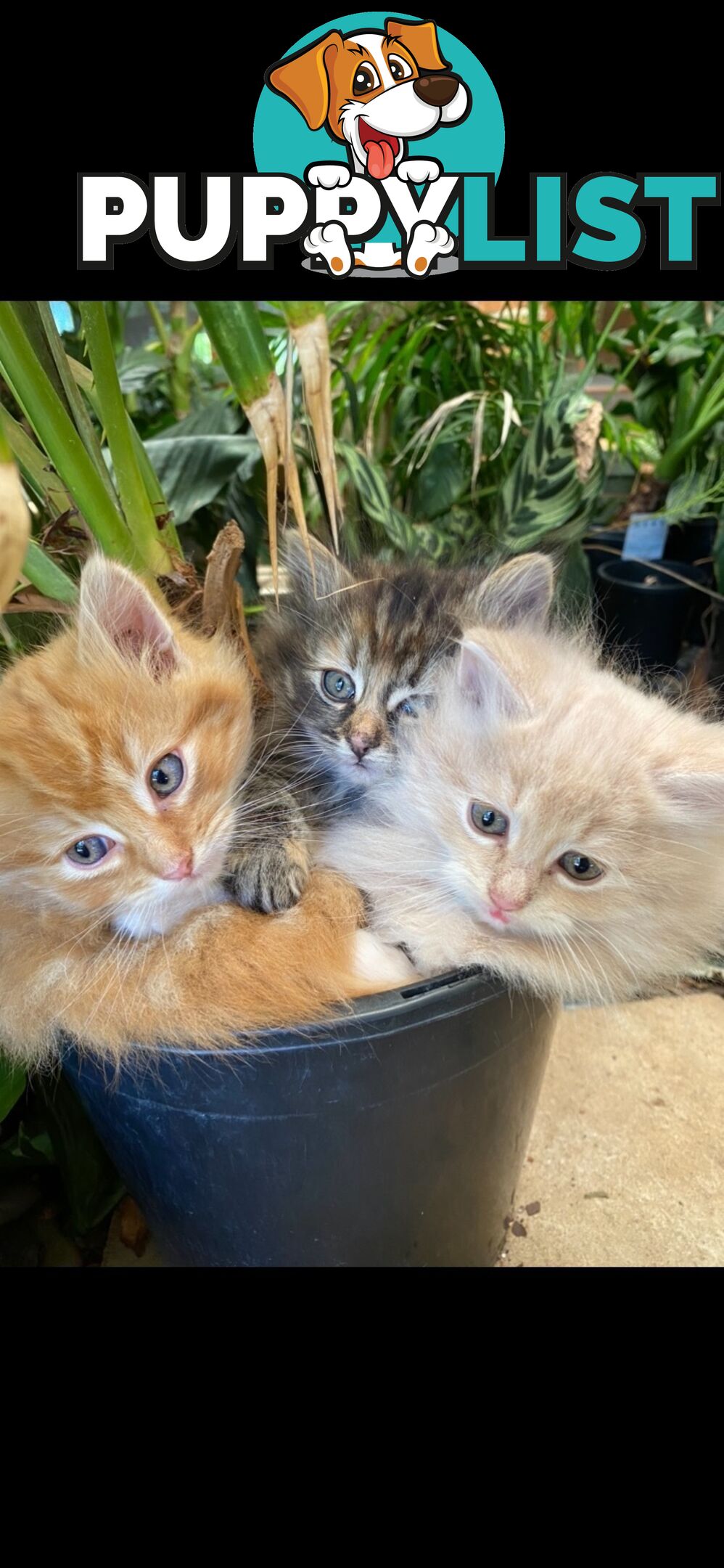 Ragdoll X Kittens