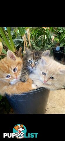 Ragdoll X Kittens