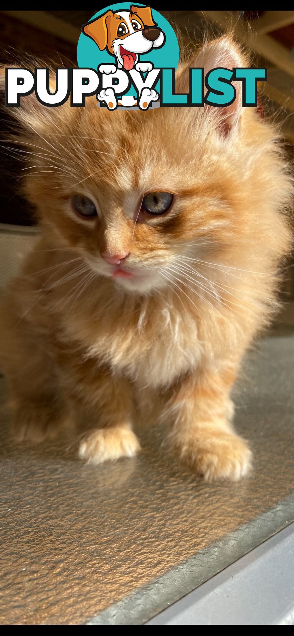 Ragdoll X Kittens