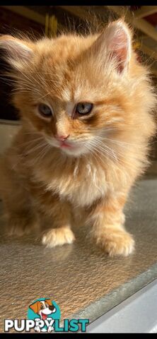 Ragdoll X Kittens