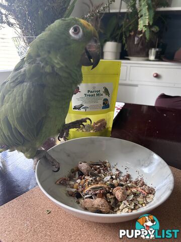 Tame amazon parrot