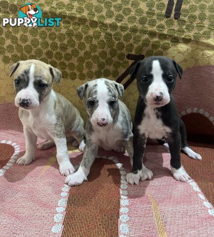 Purebred Whippet Puppies (Pedigree Papers)